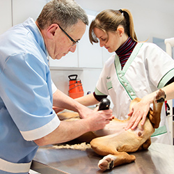 Veterinary & Animal Surgeons