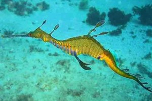 z800px_phyllopteryx_taeniolatus1