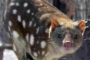 z789px_spottedquoll_2005_seanmcclean