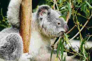 z800px_koala_ag1