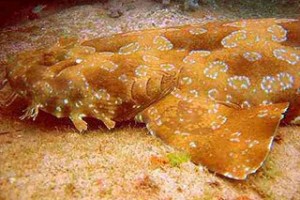 z800px_wobbegong