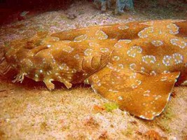 z800px_wobbegong