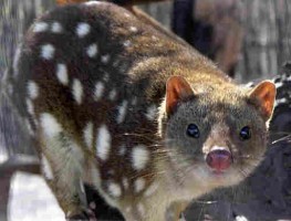 z789px_spottedquoll_2005_seanmcclean