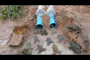 Smart Girl Make Deep Hole Bottle Frog Trap To Catch A Lot Of Frog